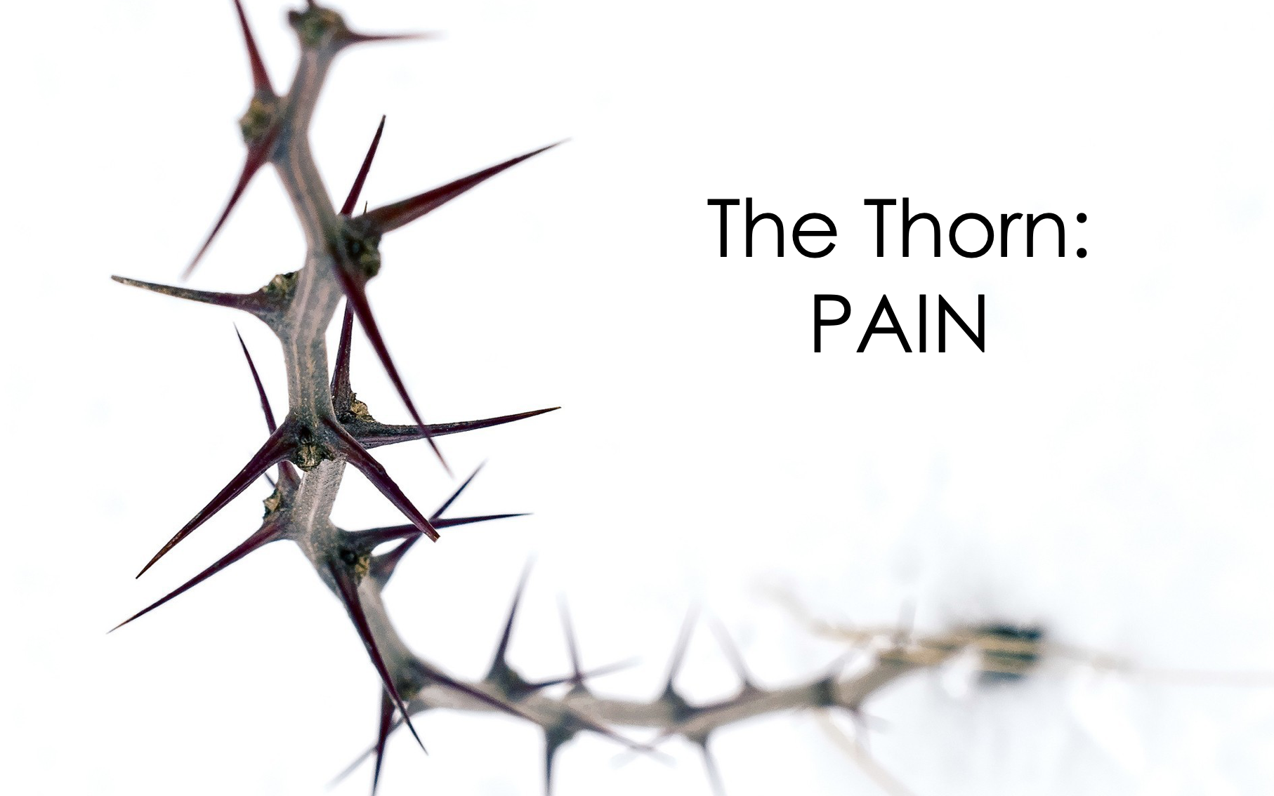 The Thorn Pain
