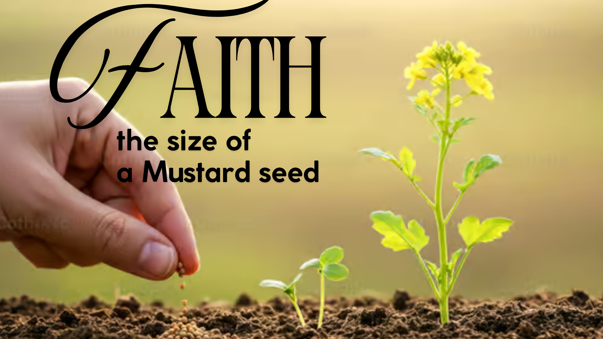 Faith the size of a Mustard Seed