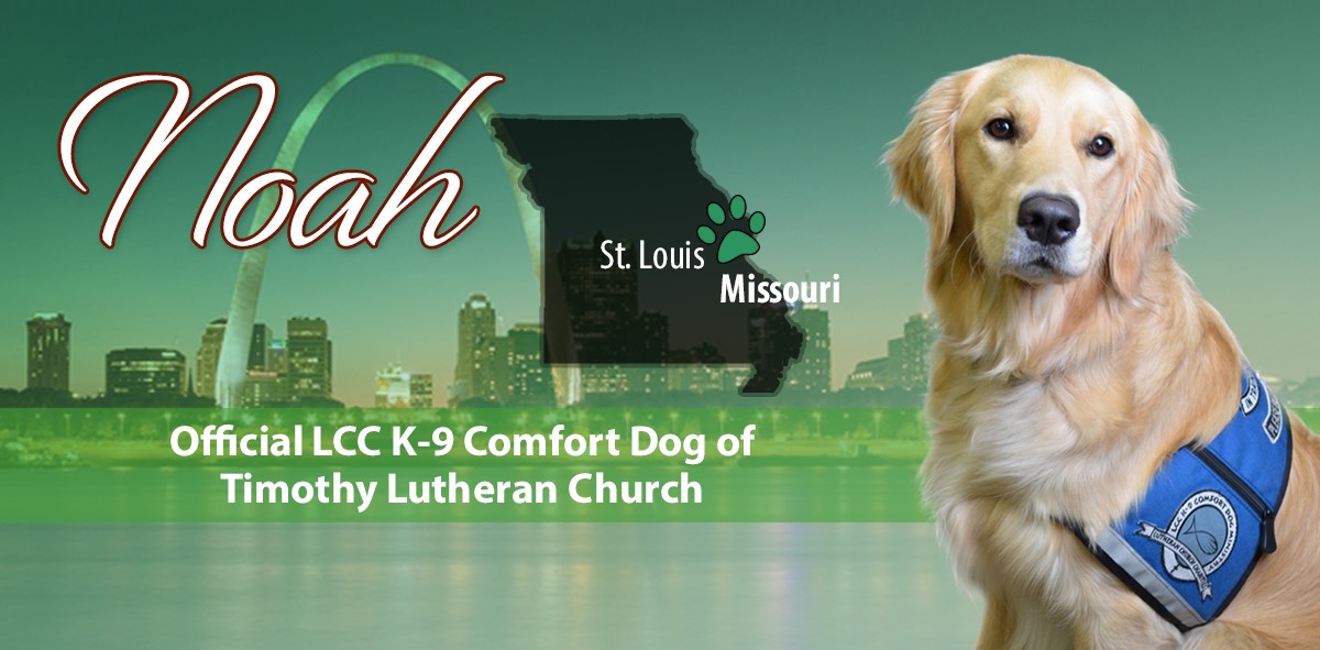Noah Comfort Dog